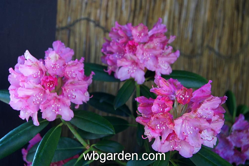 wbgarden spring 55.JPG